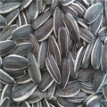 2019 new crop Bulk stripe sunflower seed 5009 for human consumption